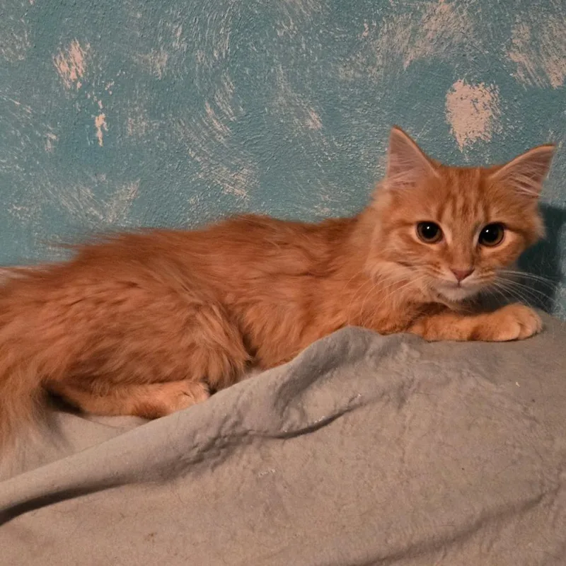 A baby small-sized female Orange / Red Domestic Long Hair cat named Screaming Mimis for adoption in Rocky Mount, VA