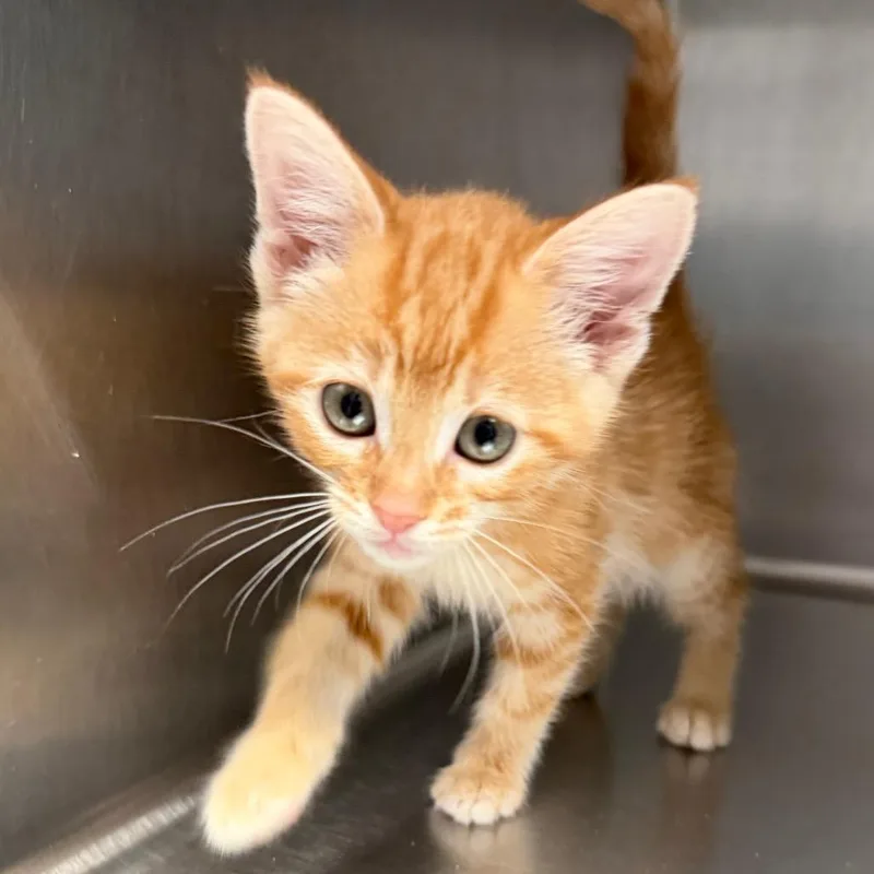 A baby small-sized male Orange / Red Domestic Short Hair cat named Blaze for adoption in Blairsville, GA