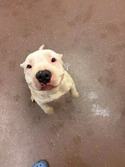 An adult large-sized male Fox Terrier dog named Tommy Pickles for adoption in South Bend, IN
