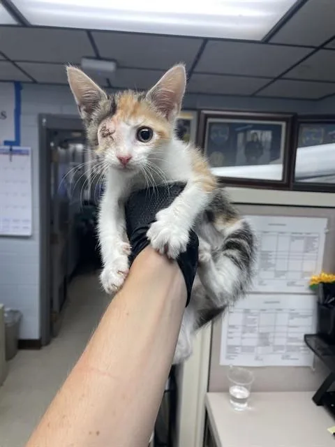 A baby small-sized female Domestic Short Hair cat named Snickers for adoption in Stockton, CA