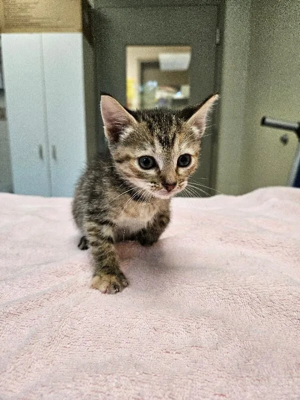 A young medium-sized female Tabby (Brown / Chocolate) Domestic Short Hair cat named Summer for adoption in Disputanta, VA