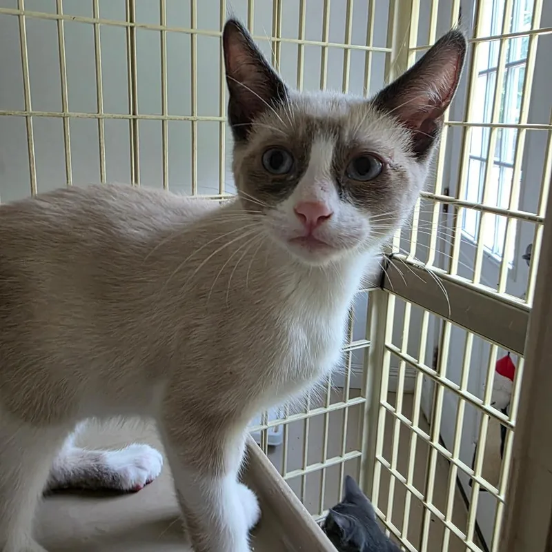 A baby medium-sized male Siamese cat named Opossum for adoption in Wiggins, MS