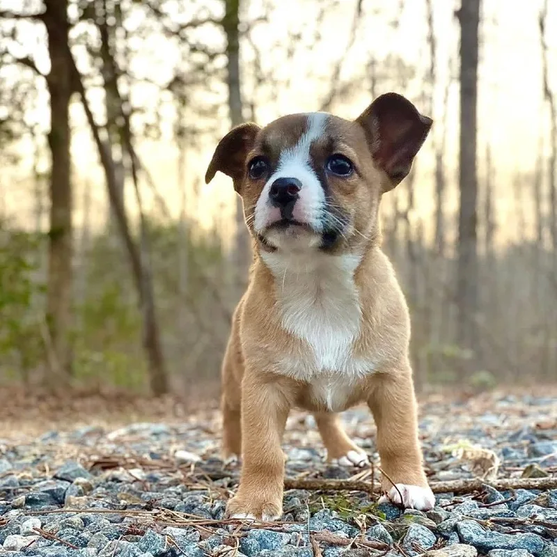 A baby small-sized female Brown / Chocolate Mixed Breed dog named Sandy Cheeks for adoption in Fredericksburg, VA