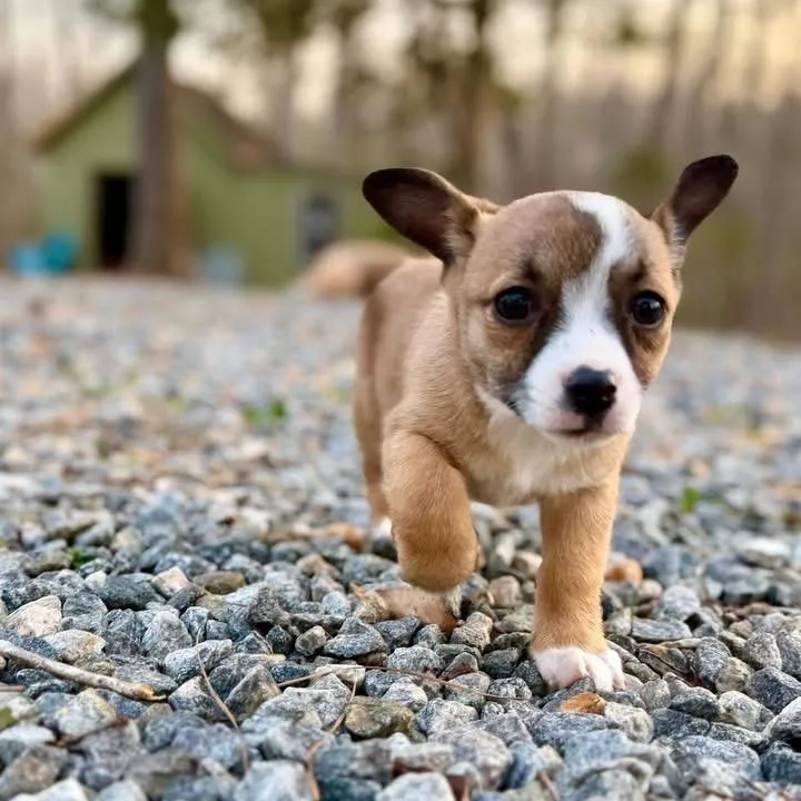 Sandy Cheeks thumbnail 2