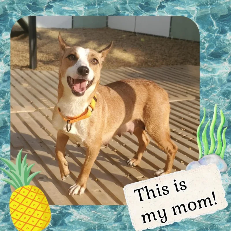 Sandy Cheeks thumbnail 3