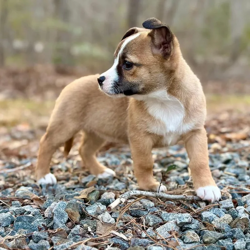 Sandy Cheeks thumbnail 4