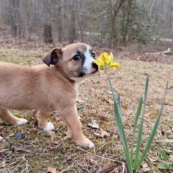 Sandy Cheeks thumbnail 5