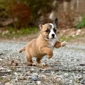 Sandy Cheeks thumbnail 6