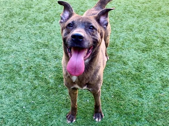 A young medium-sized male Brown / Chocolate Shepherd dog named Save Me Please! Kenri for adoption in San Marcos, CA