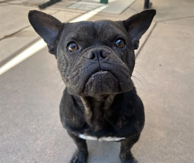 An adult medium-sized male French Bulldog dog named Tango for adoption in Martinez, CA