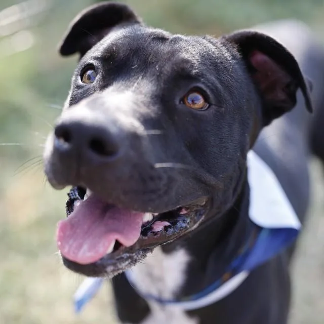 A young medium-sized male American Staffordshire Terrier dog named Anderson for adoption in San Antonio, TX