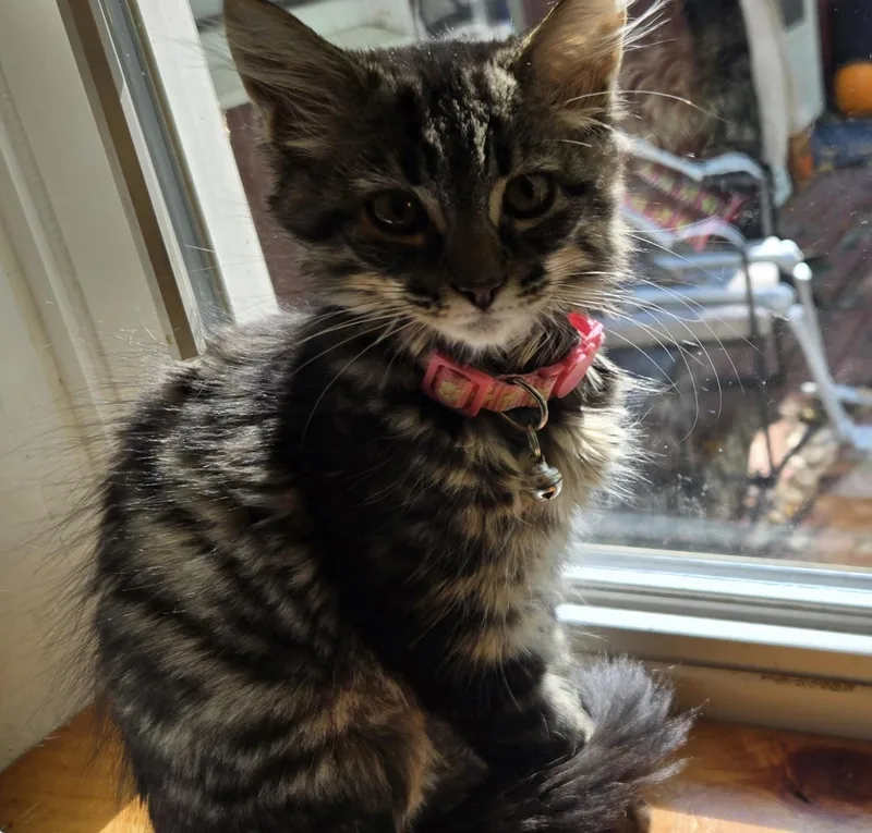 A baby medium-sized female Domestic Medium Hair cat named Edith for adoption in Breinigsville, PA