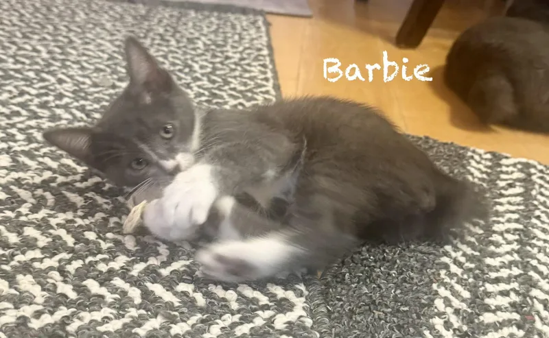 A baby medium-sized female Gray / Blue / Silver American Bobtail cat named Barbie for adoption in Mission Viejo, CA