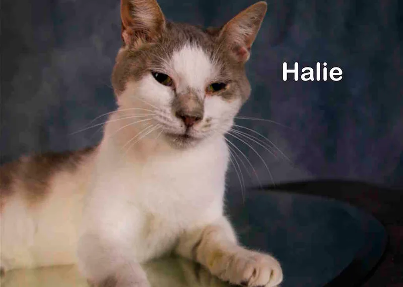 An adult medium-sized female White Domestic Short Hair cat named Halie for adoption in York, NE