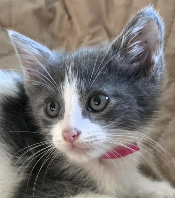 A baby small-sized male Domestic Short Hair cat named Julian for adoption in Camarillo, CA
