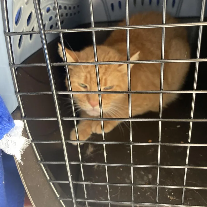 An adult large-sized male Orange / Red Domestic Short Hair cat named Penn Lee for adoption in Philadelphia, PA