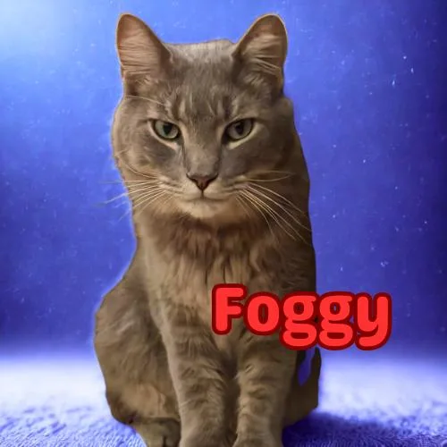 Foggyyour Chatty  Charming