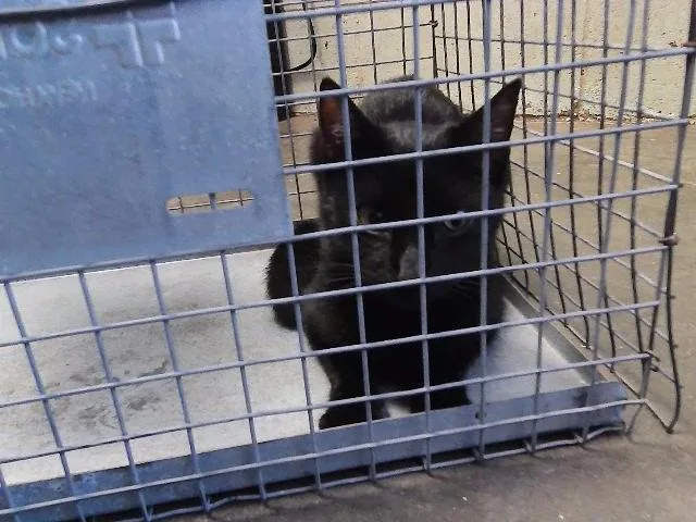 A young small-sized female Domestic Short Hair cat named Zoodles for adoption in Tulsa, OK