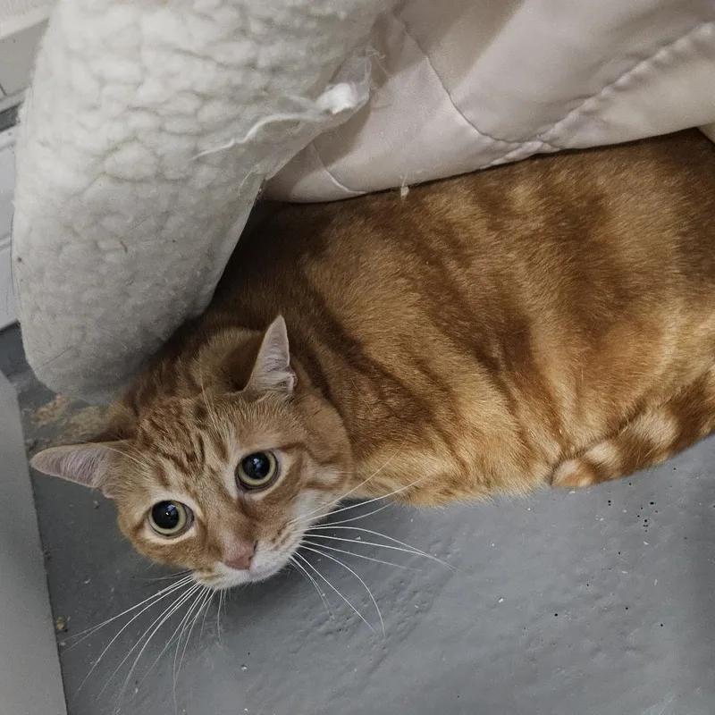 A senior small-sized female Orange / Red Domestic Short Hair cat named Chip for adoption in Ridgely, MD