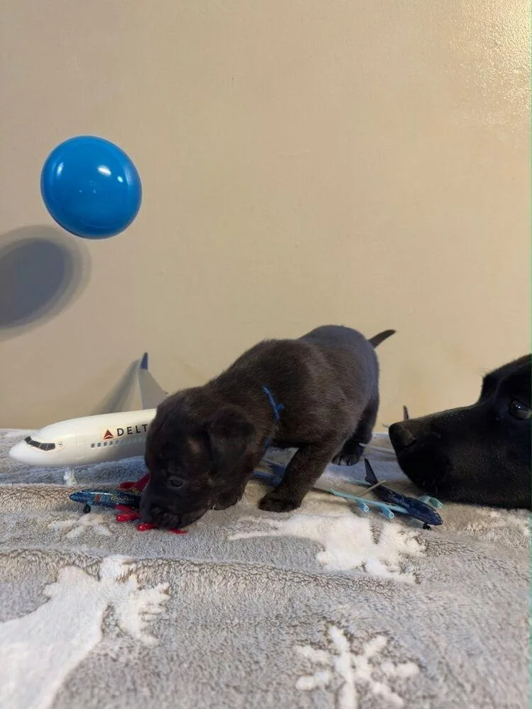 Delta thumbnail 2