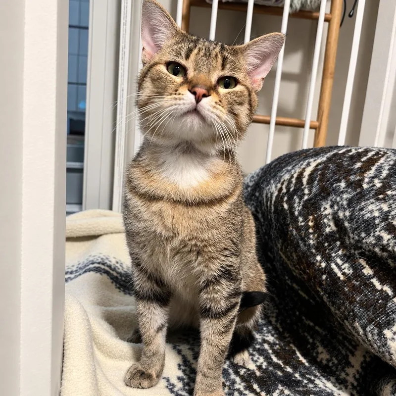 A young medium-sized male Tabby (Brown / Chocolate) Domestic Short Hair cat named Jessie for adoption in Toledo, OH