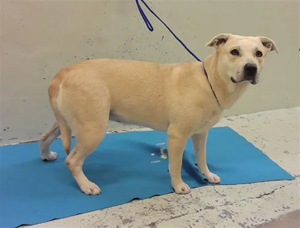 A young medium-sized female Staffordshire Bull Terrier dog named French Fry for adoption in Houston, TX