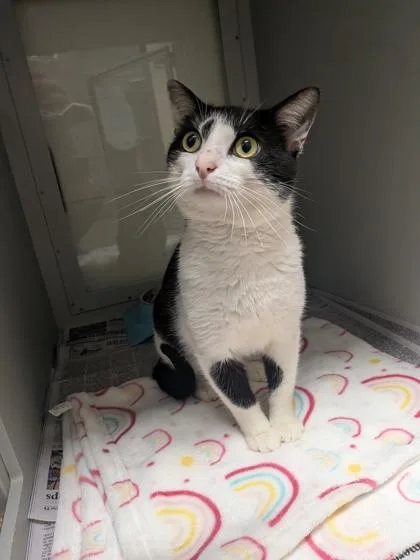 An adult medium-sized male Domestic Short Hair cat named Dexter for adoption in Louisburg, NC