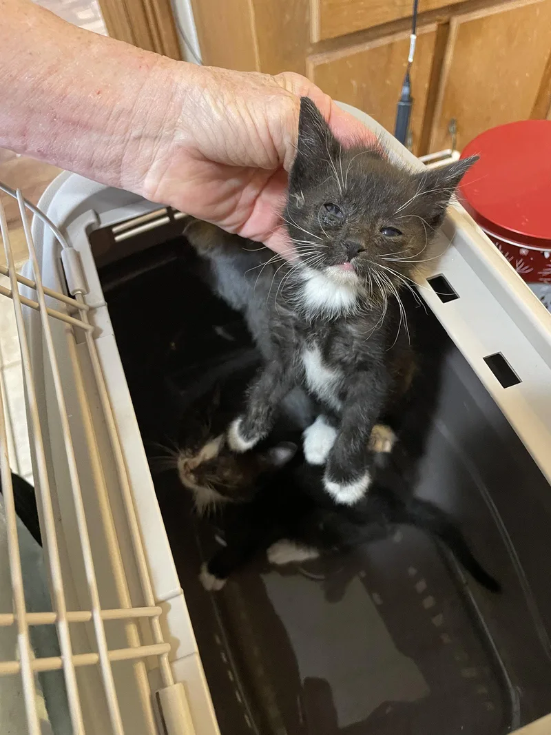 A baby medium-sized female Black & White / Tuxedo Domestic Short Hair cat named Kendra B. for adoption in Trenton, NJ