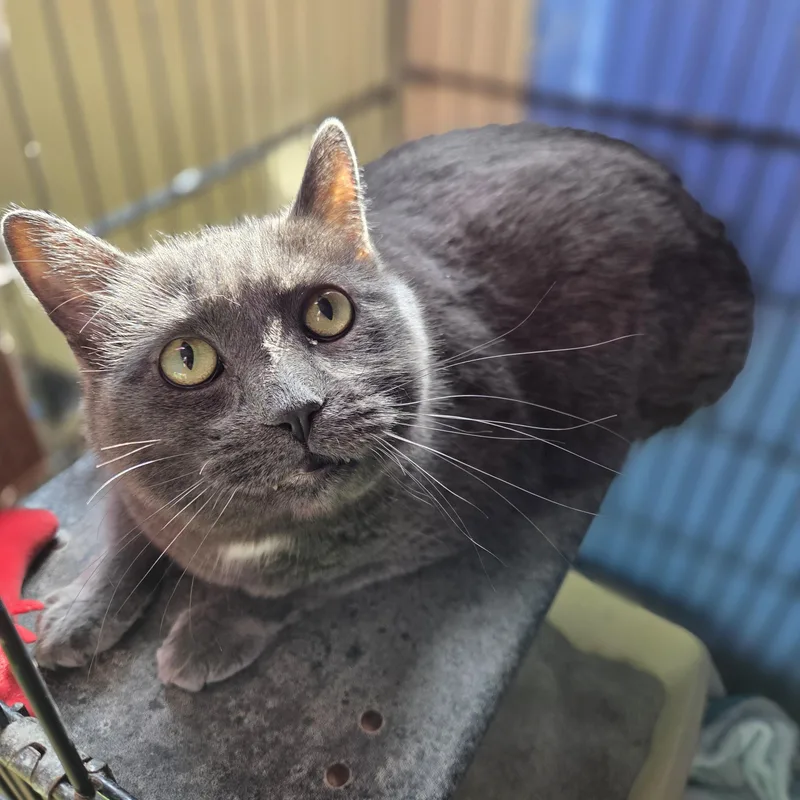 An adult extra large-sized male Gray & White Domestic Short Hair cat named Prince Puddles for adoption in Brookings, SD