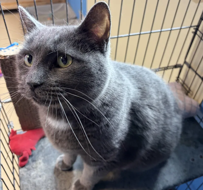 Prince Puddles thumbnail 3