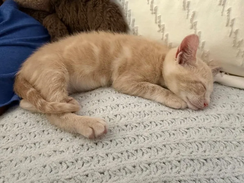 A baby medium-sized male Domestic Short Hair cat named Butter for adoption in Evans, GA