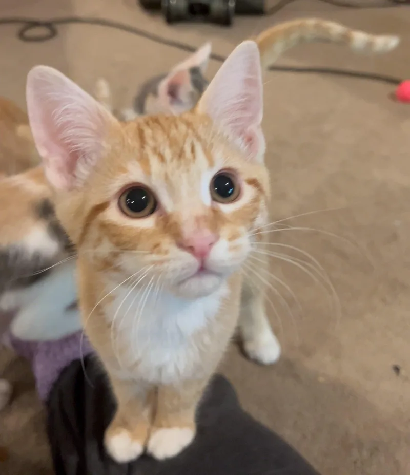 A baby medium-sized male Orange & White Domestic Short Hair cat named Lt. Dan for adoption in Lenexa, KS