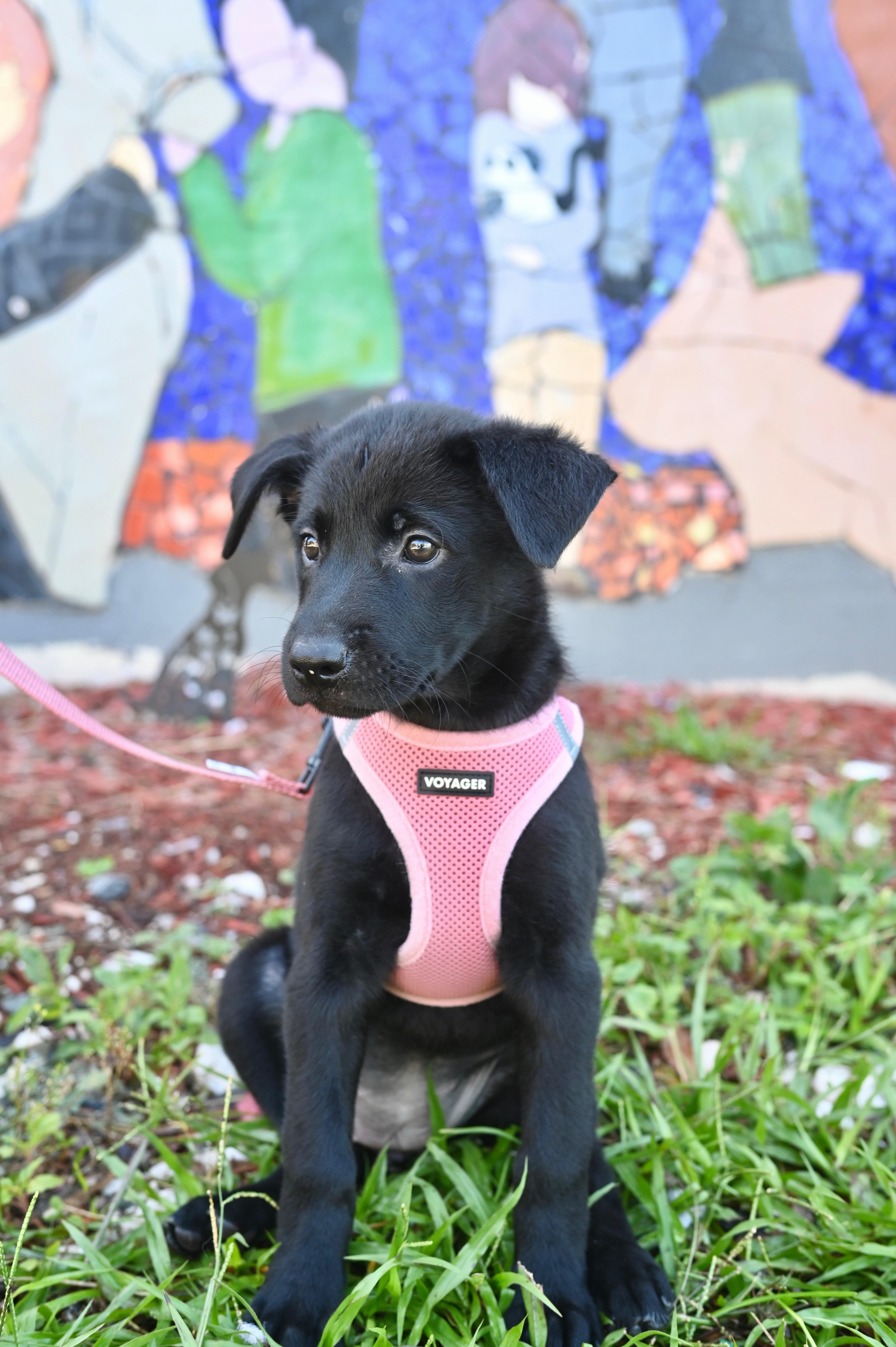 A young medium-sized female Labrador Retriever dog named Fava for adoption in Miami, FL