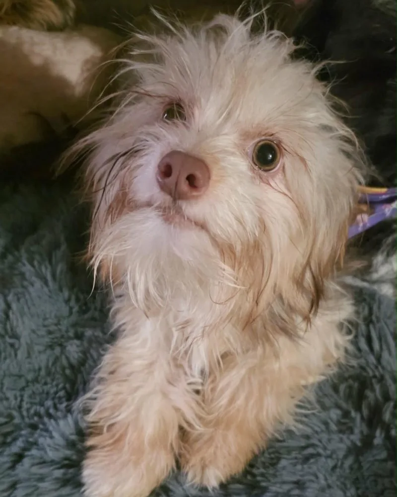 A baby small-sized male Apricot / Beige Terrier dog named Ely for adoption in San Francisco, CA