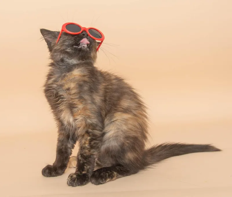 A baby medium-sized female Tortoiseshell cat named Beth for adoption in Wyandotte, MI