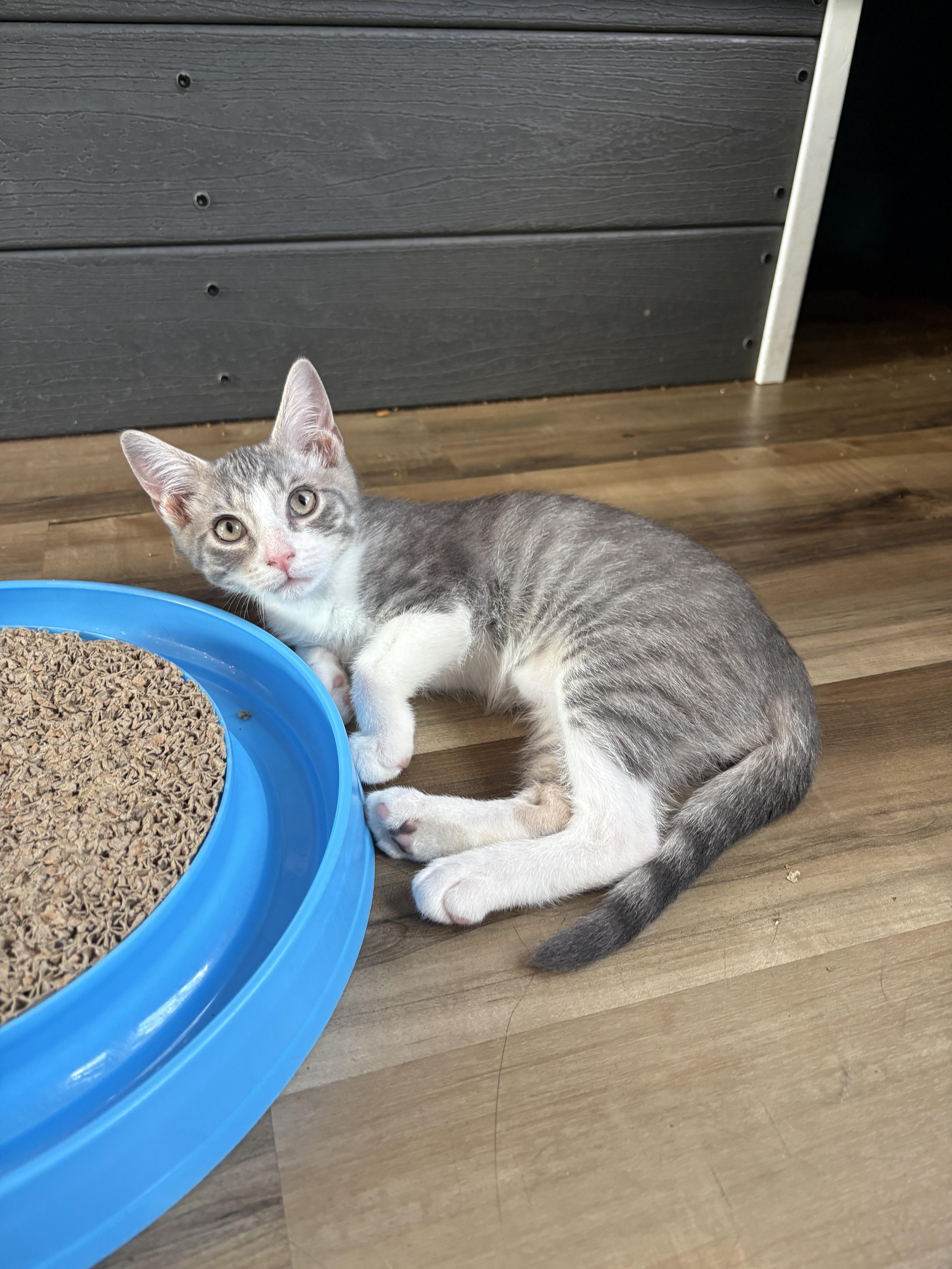 A baby small-sized male Tabby (Gray / Blue / Silver) Domestic Short Hair cat named ButtonBright for adoption in Asheville, NC