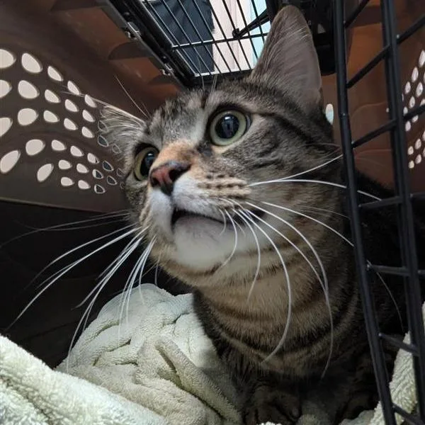 An adult extra large-sized male Brown / Chocolate Domestic Medium Hair cat named Ollie for adoption in Tacoma, WA