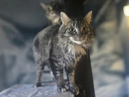 An adult small-sized female Domestic Medium Hair cat named Reno for adoption in Coon Rapids, MN