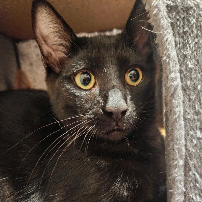 A baby medium-sized male Black Domestic Short Hair cat named Demetri for adoption in Wilsonville, OR
