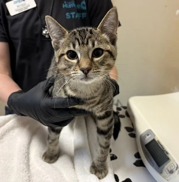A baby medium-sized male Domestic Short Hair cat named Dallas for adoption in Oceanside, CA