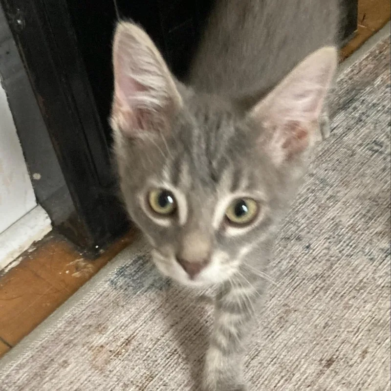 A baby medium-sized female Tabby (Gray / Blue / Silver) Domestic Short Hair cat named Pop for adoption in Watertown, WI