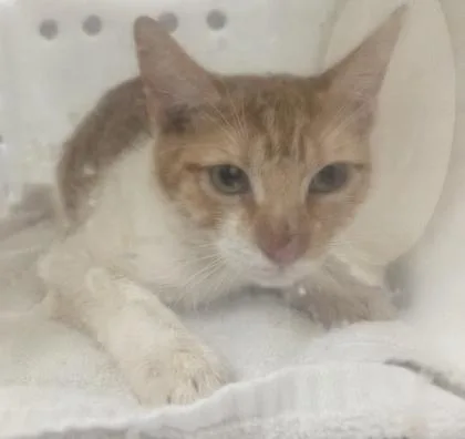 An adult small-sized male Domestic Short Hair cat named Orange for adoption in Honolulu, HI