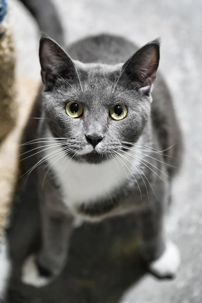 A young small-sized male Domestic Short Hair cat named Mustachio for adoption in St. James City, FL