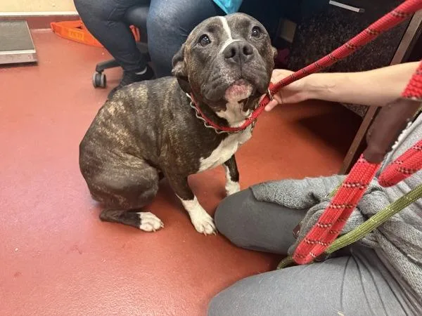 An adult medium-sized female Pit Bull Terrier dog named Brooklyn for adoption in Salisbury, MD