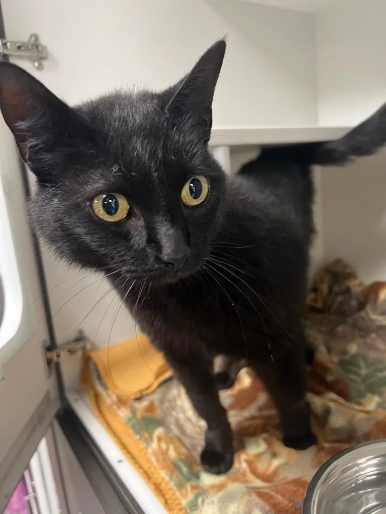 An adult medium-sized female Domestic Short Hair cat named Sally for adoption in Huntington, IN