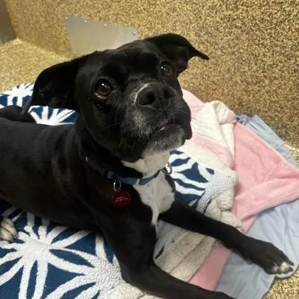 An adult large-sized female Boxer dog named Melody for adoption in Merriam, KS