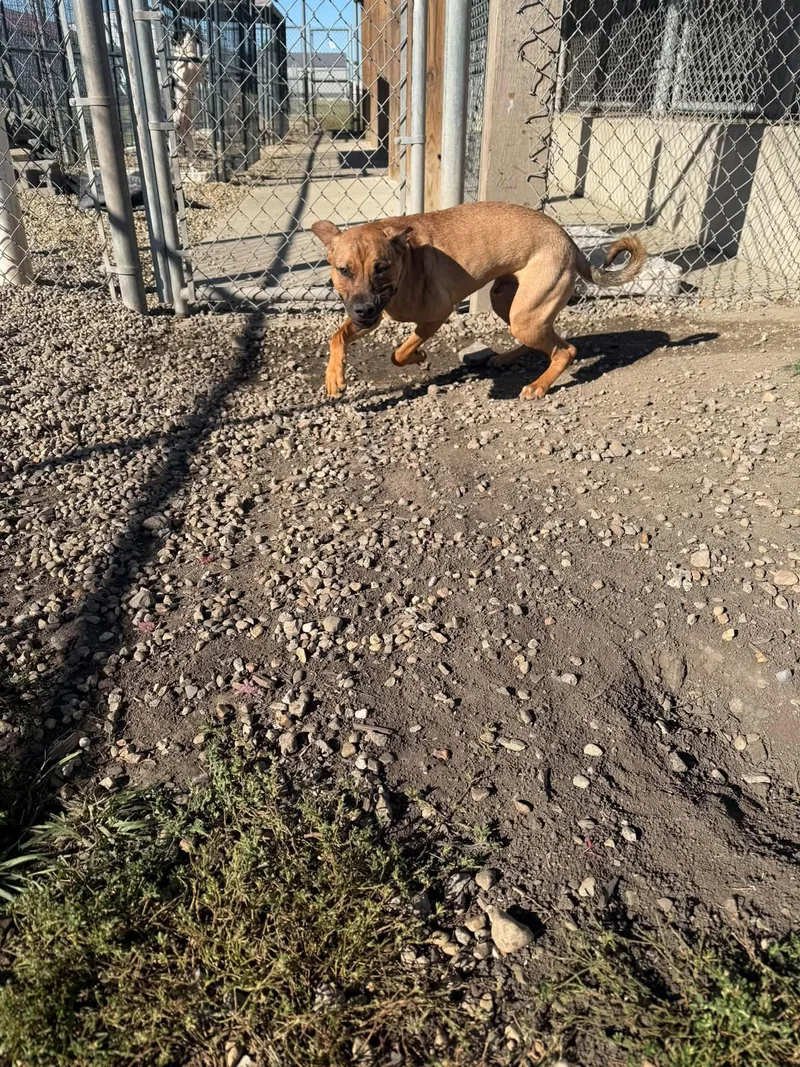 A baby medium-sized male Yellow / Tan / Blond / Fawn Mixed Breed dog named Locust aka Loki for adoption in Clinton, IL