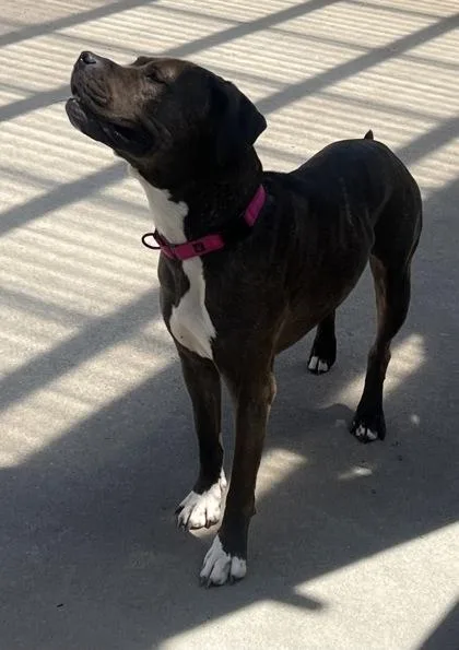 A baby medium-sized female American Bulldog dog named Lola for adoption in East Brookfield, MA