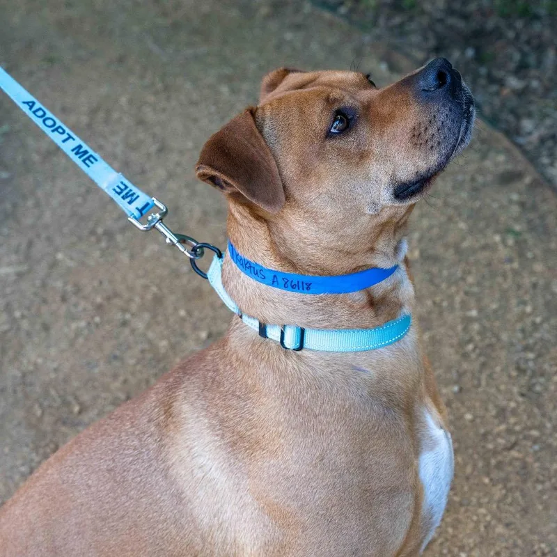 An adult large-sized male Red / Chestnut / Orange American Staffordshire Terrier dog named Kaktus for adoption in Albuquerque, NM