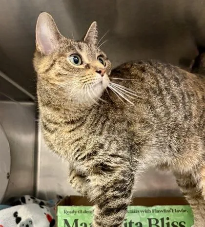 An adult medium-sized female Tabby (Brown / Chocolate) Domestic Short Hair cat named Sweet Pea for adoption in Lafayette, IN